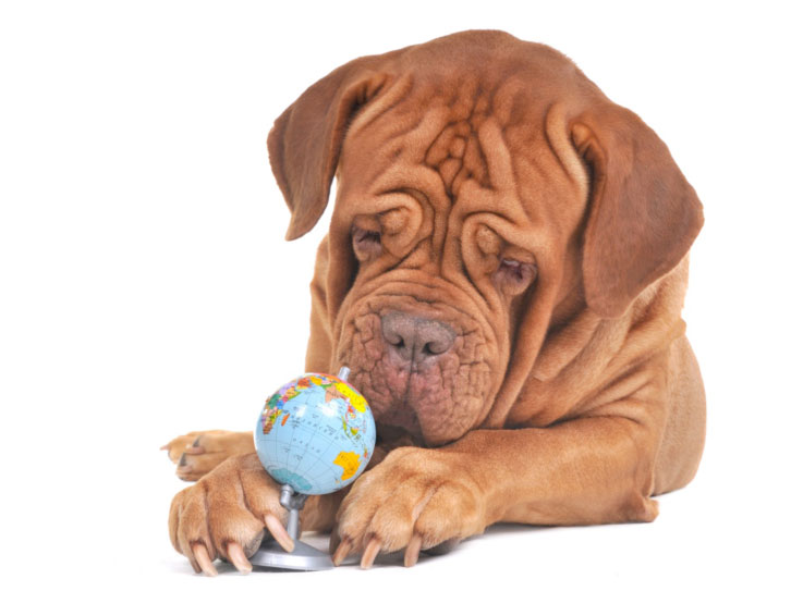 dog-and-globe
